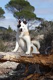 AKITA AMERICAIN 329
